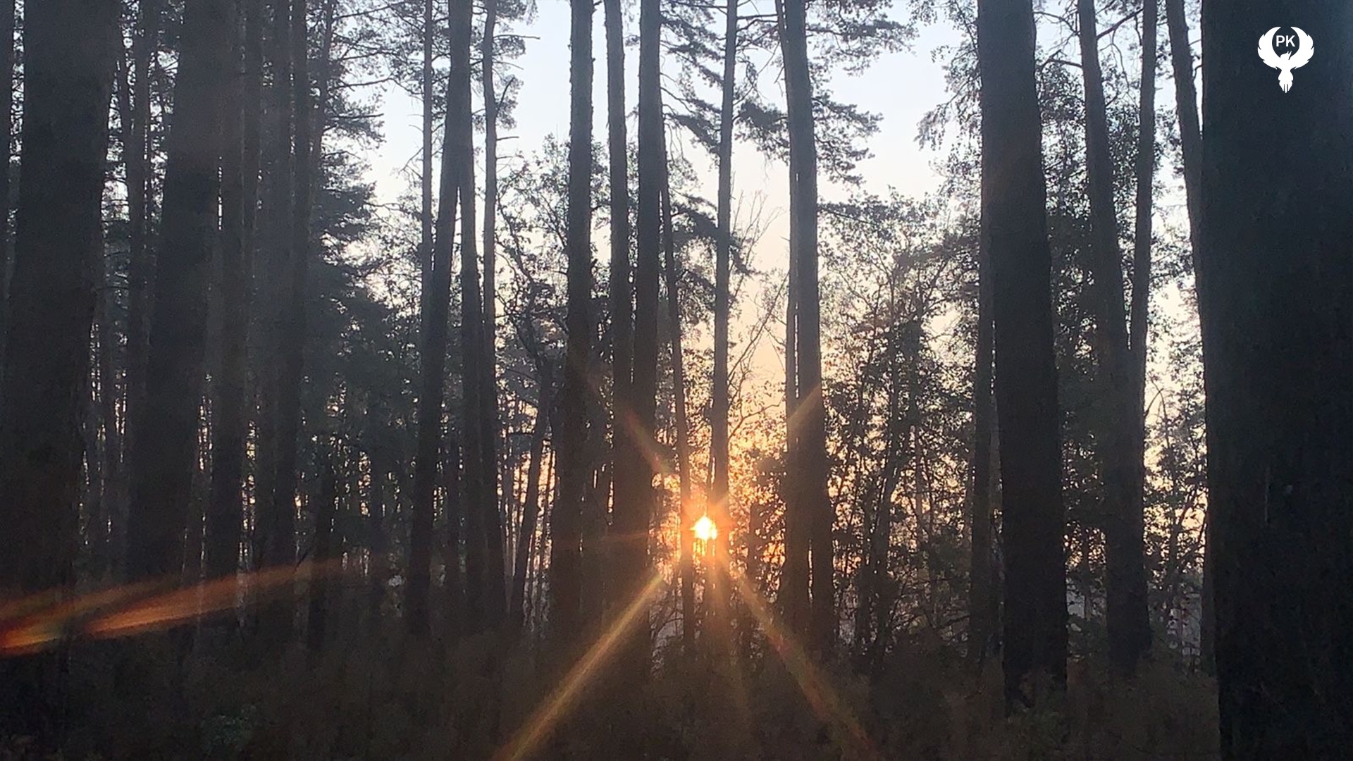 Sunrise shining through tall trees in the Serebryansky Forest
